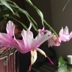 Meet your Posher, Ocien